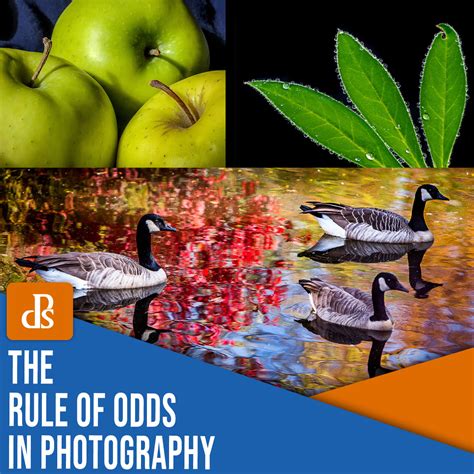 what is the rule of odds|The Rule of Odds in Photography (An Easy Trick for Better Compositions).
